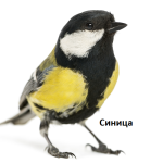 Синица