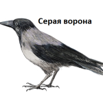 Серая ворона