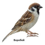 Воробей