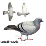 Сизый голубь